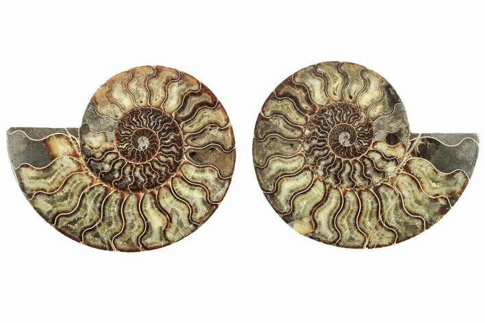 Cut & Polished, Agatized Ammonite Fossil - Madagascar #233768